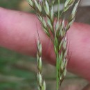 Arrhenatherum longifolium (Thore) DulacArrhenatherum longifolium (Thore) Dulac
