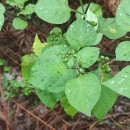 Solanum nigrum L.Solanum nigrum L.