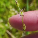 Juncus bufonius L.Juncus bufonius L.