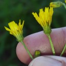 Crepis capillaris (L.) Wallr.Crepis capillaris (L.) Wallr.