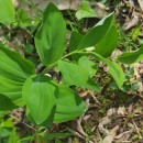 Polygonatum odoratum (Mill.) DrucePolygonatum odoratum (Mill.) Druce