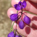 Polygala microphylla L.Polygala microphylla L.