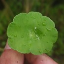 Hydrocotyle vulgaris L.Hydrocotyle vulgaris L.