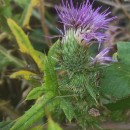 Cirsium vulgare (Savi) Ten.Cirsium vulgare (Savi) Ten.