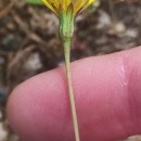 Leontodon saxatilis Lam.Leontodon saxatilis Lam.