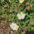 Cistus inflatus Pourr. ex DemolyCistus inflatus Pourr. ex Demoly