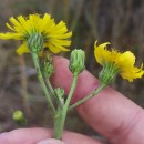 Hieracium sabaudum L.Hieracium sabaudum L.
