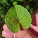 Viola palustris L.Viola palustris L.