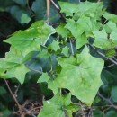 Delairea odorata Lem.Delairea odorata Lem.