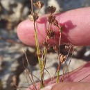Juncus bulbosus L.Juncus bulbosus L.