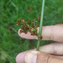 Juncus effusus L.Juncus effusus L.