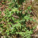 Carlina hispanica Lam. subsp. hispanica .Carlina hispanica Lam. subsp. hispanica .