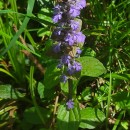 Ajuga reptans L.Ajuga reptans L.