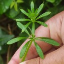 Galium aparine L.Galium aparine L.