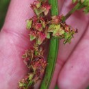 Rumex obtusifolius L.Rumex obtusifolius L.