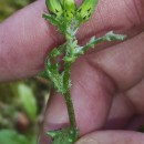Senecio vulgaris L.Senecio vulgaris L.