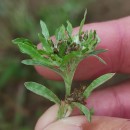 Gnaphalium uliginosum L.Gnaphalium uliginosum L.