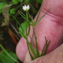 Spergula arvensis L.Spergula arvensis L.