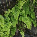 Adiantum capillus-veneris L.Adiantum capillus-veneris L.
