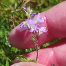 Veronica officinalis L.Veronica officinalis L.