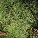 Lemna minor L.Lemna minor L.