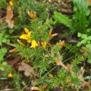 Ulex gallii Panch. subsp. breoganii (Castrov. & Valdés Berm.) Rivas Mart., T.E. Díaz, Fern. Prieto, Loidi & PenasUlex gallii Panch. subsp. breoganii (Castrov. & Valdés Berm.) Rivas Mart., T.E. Díaz, Fern. Prieto, Loidi & Penas