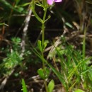 Centaurium erythraea  RafnCentaurium erythraea  Rafn