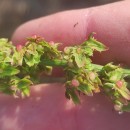 Rumex obtusifolius L.Rumex obtusifolius L.
