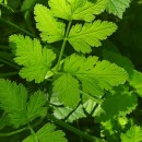 Chaerophyllum temulum L.Chaerophyllum temulum L.