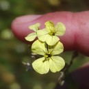 Raphanus raphanistrum L. subsp. landra (Moretti ex DC.) Bonnier & LayensRaphanus raphanistrum L. subsp. landra (Moretti ex DC.) Bonnier & Layens
