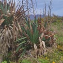 Yucca gloriosa L.Yucca gloriosa L.