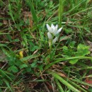 Ornithogalum concinnum (Salisb.) Cout.Ornithogalum concinnum (Salisb.) Cout.