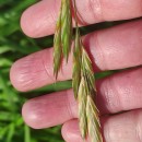 Bromus catharticus VahlBromus catharticus Vahl