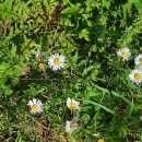 Bellis perennis L.Bellis perennis L.
