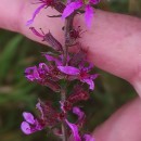 Lythrum salicaria L.Lythrum salicaria L.