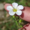 Arenaria montana L.Arenaria montana L.