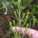 Erica erigena R. Ross R.RossErica erigena R. Ross R.Ross