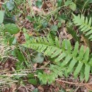 Polypodium interjectum ShivasPolypodium interjectum Shivas