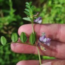 Vicia sepium L.Vicia sepium L.
