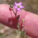 Spergularia rubra (L.) J. & C. PreslSpergularia rubra (L.) J. & C. Presl