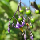 Solanum dulcamara L.Solanum dulcamara L.