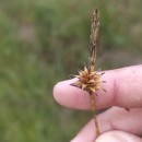 Carex durieui Steud. ex KunzeCarex durieui Steud. ex Kunze
