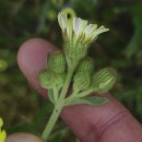 Andryala integrifolia L.Andryala integrifolia L.