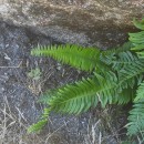 Struthiopteris spicant (L.) WeissStruthiopteris spicant (L.) Weiss