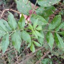 Sambucus nigra L.Sambucus nigra L.