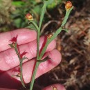 Genista tridentata L. subsp. cantabrica (Spach) NymanGenista tridentata L. subsp. cantabrica (Spach) Nyman