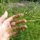 Foeniculum vulgare Mill.Foeniculum vulgare Mill.