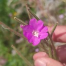 Epilobium hirsutum L.Epilobium hirsutum L.