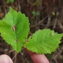 Ulmus glabra Huds.Ulmus glabra Huds.
