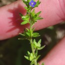 Veronica arvensis L.Veronica arvensis L.